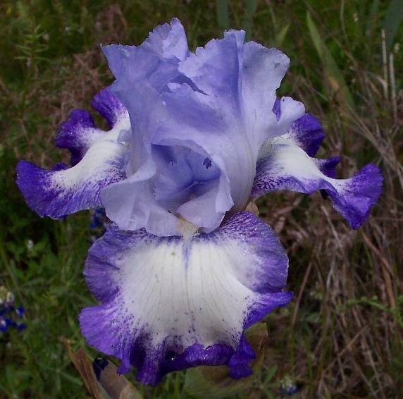 Photo of Tall Bearded Iris (Iris 'Blue Ballet') uploaded by Calif_Sue