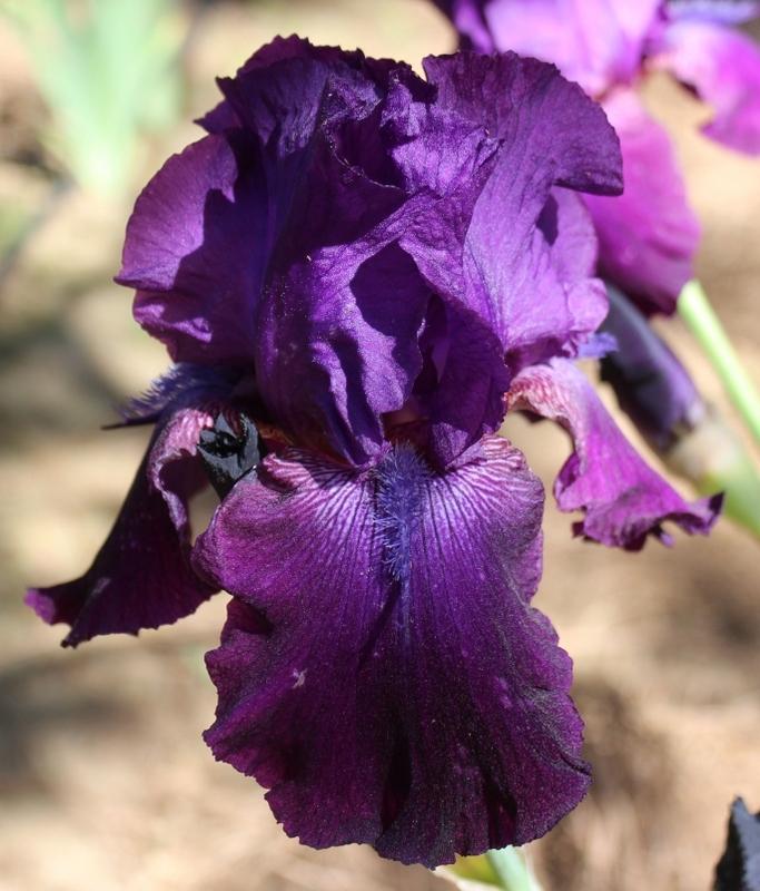 Photo of Tall Bearded Iris (Iris 'Batman') uploaded by Calif_Sue