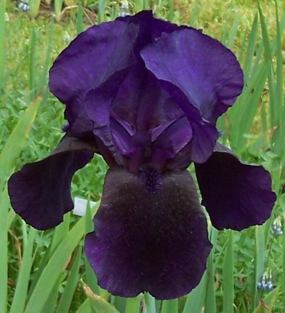 Photo of Tall Bearded Iris (Iris 'Black Hills') uploaded by Calif_Sue