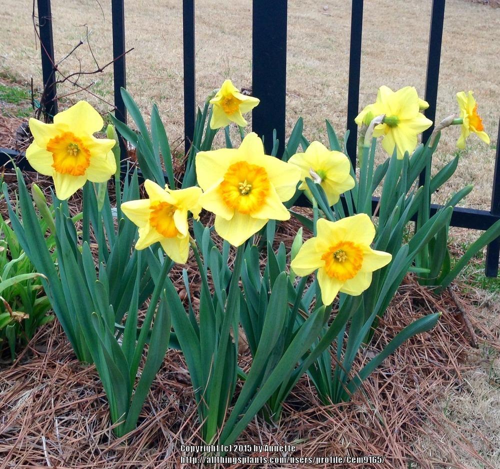 Photo of Large-Cupped Daffodil (Narcissus 'Delibes') uploaded by Cem9165