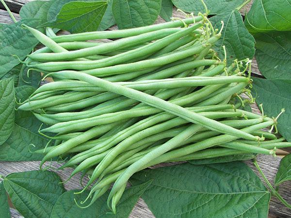 Photo of Bush Bean (Phaseolus vulgaris 'Calima') uploaded by Joy