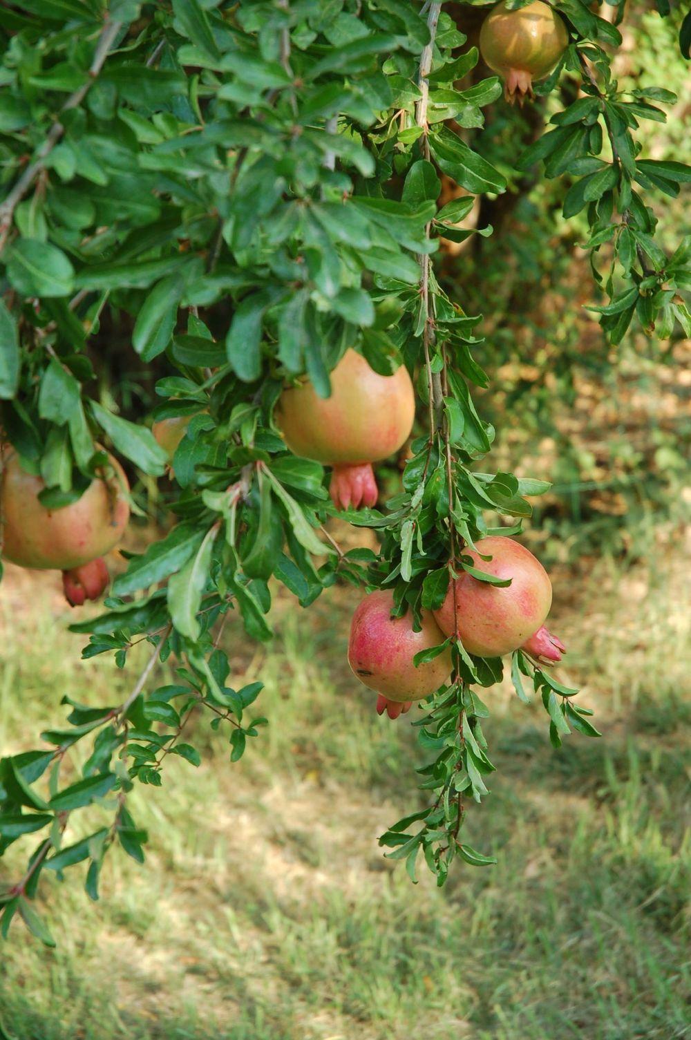 Photo of Pomegranates (Punica granatum) uploaded by admin