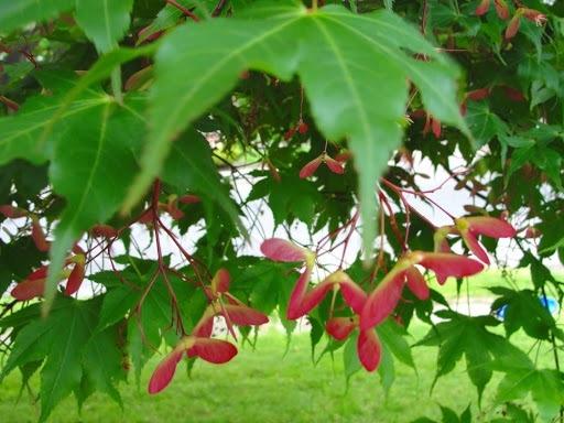 Photo of Japanese Maple (Acer palmatum var. amoenum 'O Sakazuki') uploaded by keithp2012