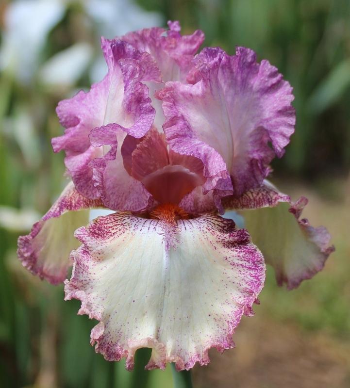 Photo of Tall Bearded Iris (Iris 'Brazen Beauty') uploaded by Calif_Sue