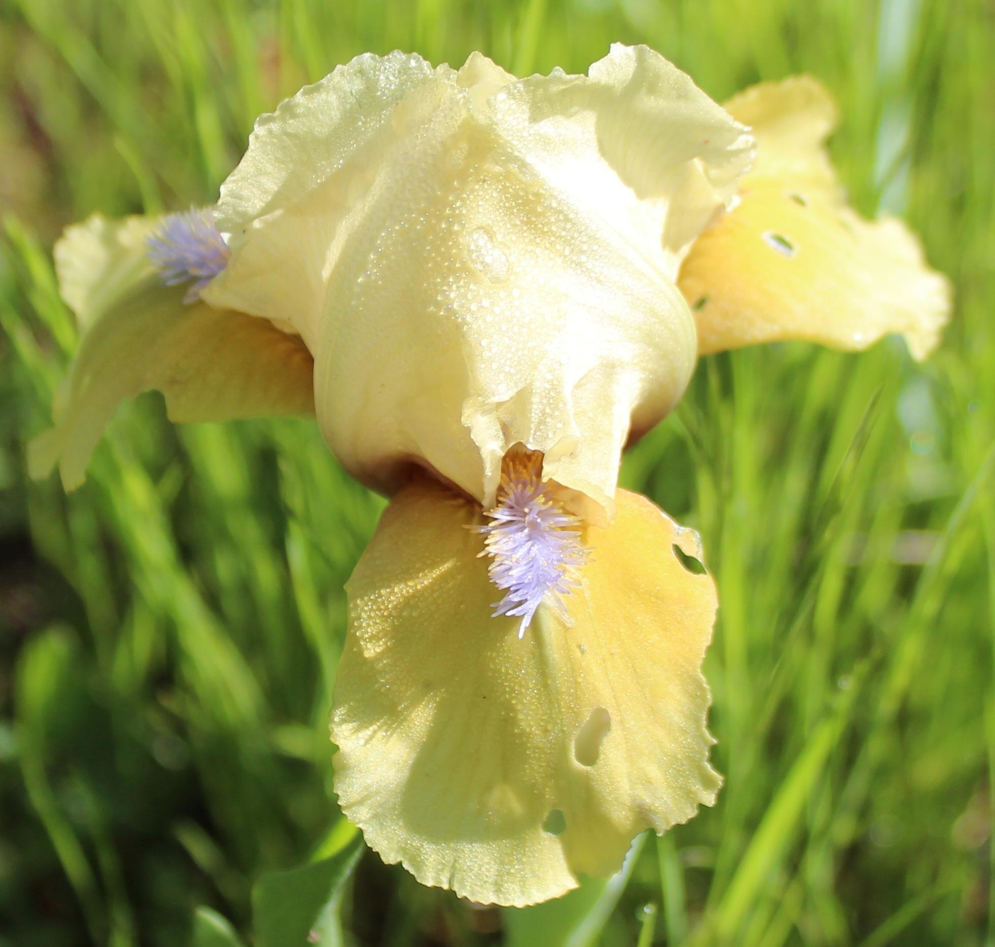 Photo of Standard Dwarf Bearded Iris (Iris 'Blueberry Muffins') uploaded by Calif_Sue