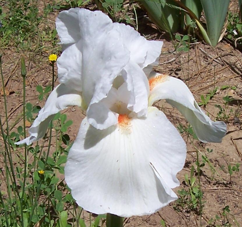 Photo of Tall Bearded Iris (Iris 'Brilliant Star') uploaded by Calif_Sue