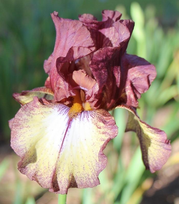 Photo of Tall Bearded Iris (Iris 'Burgundy Brown') uploaded by Calif_Sue