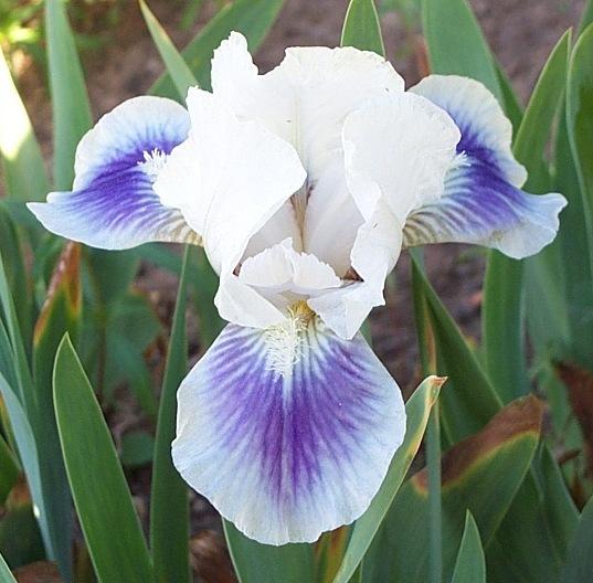 Photo of Standard Dwarf Bearded Iris (Iris 'Boo') uploaded by Calif_Sue