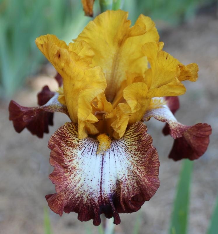 Photo of Tall Bearded Iris (Iris 'Broadway') uploaded by Calif_Sue
