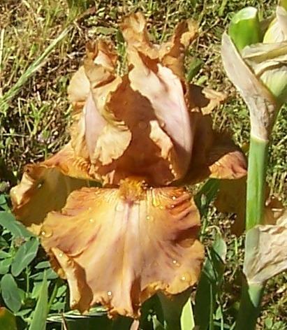 Photo of Tall Bearded Iris (Iris 'Brandy') uploaded by Calif_Sue
