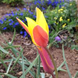 Location: Hamilton Square Perennial Garden, Historic City Cemetery, Sacramento CA.
Date: 2015-03-12
A beatiful buttery interior in this Lady Tulip cultivar with the 