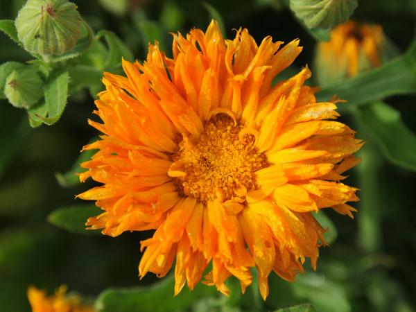 Photo of Pot Marigold (Calendula officinalis 'Orange Porcupine') uploaded by Joy
