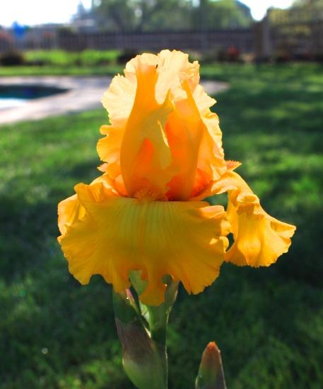 Photo of Tall Bearded Iris (Iris 'Pure as Gold') uploaded by Moiris