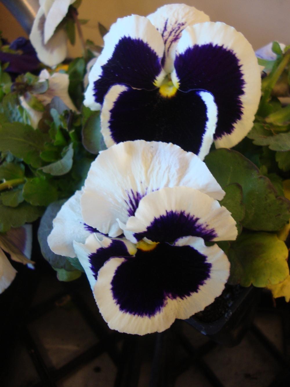 Photo of Pansy (Viola x wittrockiana Colossus™ White with Blotch) uploaded by Paul2032