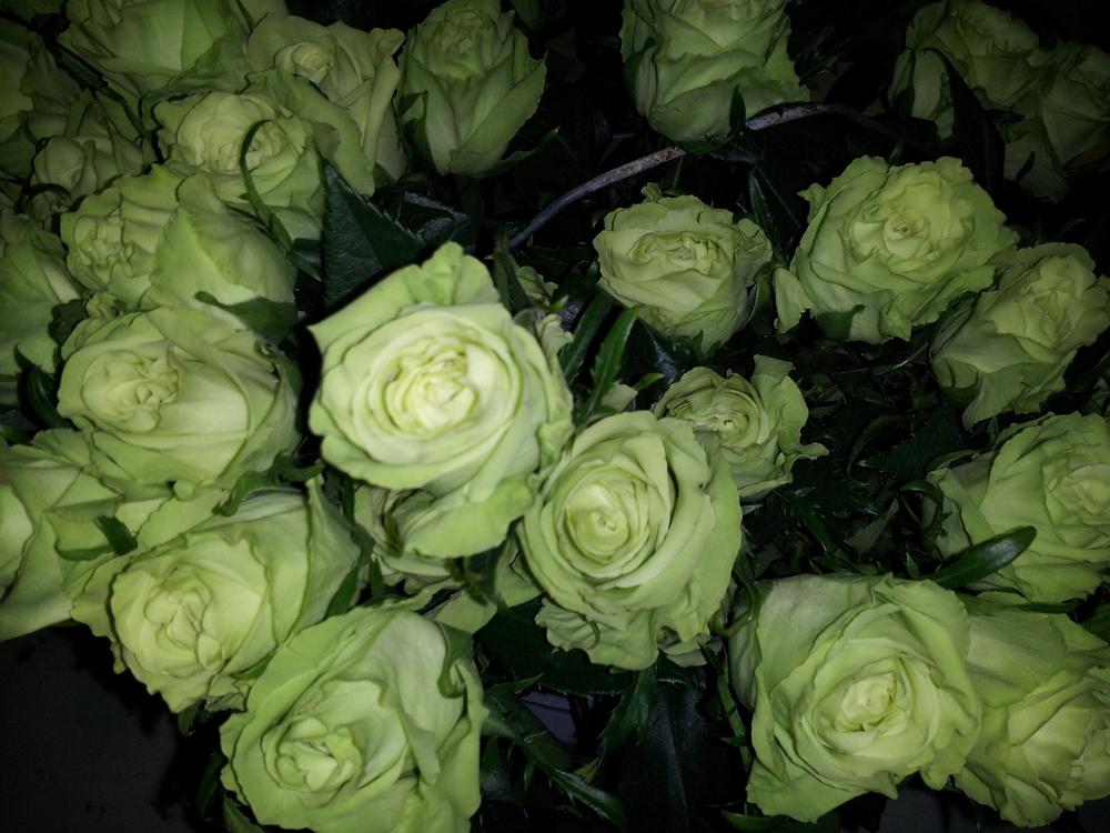 Photo of Rose (Rosa 'Green Tea') uploaded by gemini_sage