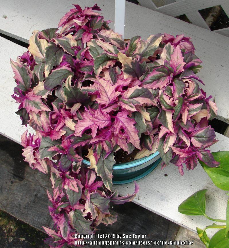 Photo of Variegated Purple Velvet Plant (Gynura procumbens 'Variegata') uploaded by kniphofia