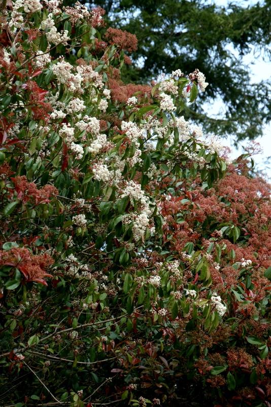Photo of Red-Tipped Photinia (Photinia 'Fraseri') uploaded by Calif_Sue