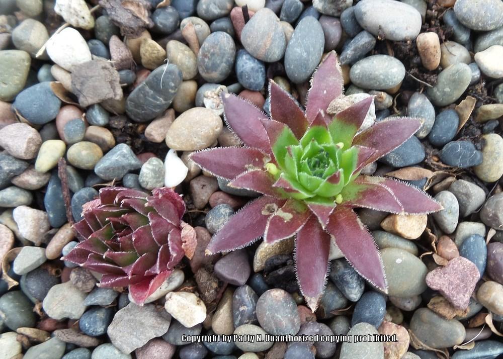 Photo of Hen and Chicks (Sempervivum 'Pacific Taffy Pink') uploaded by Patty