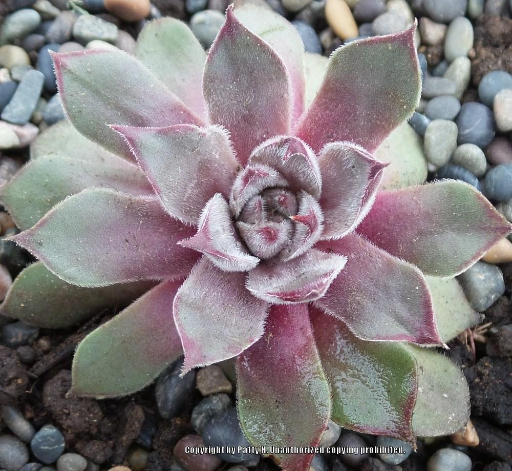 Photo of Hen and Chicks (Sempervivum 'Purdy's 90-1') uploaded by Patty