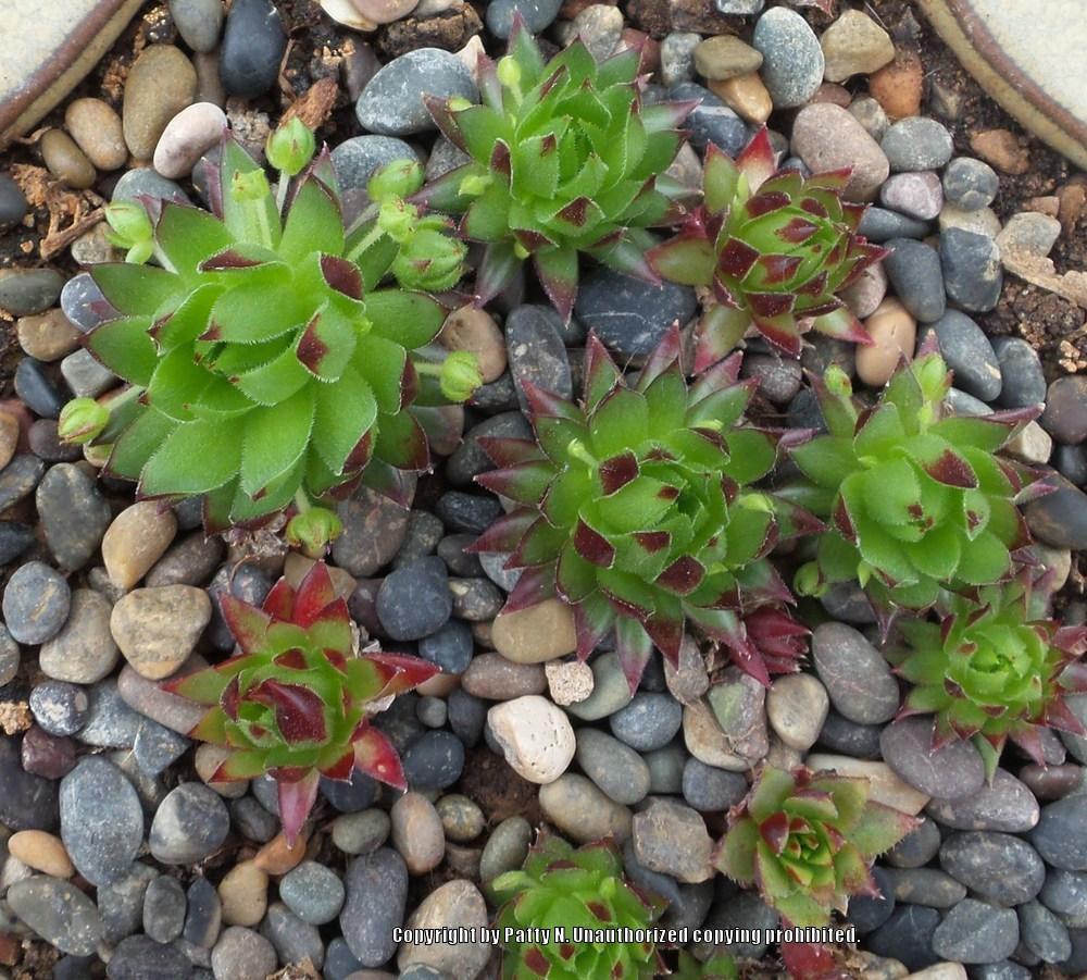 Photo of Rollers (Sempervivum globiferum subsp. hirtum 'Connie') uploaded by Patty
