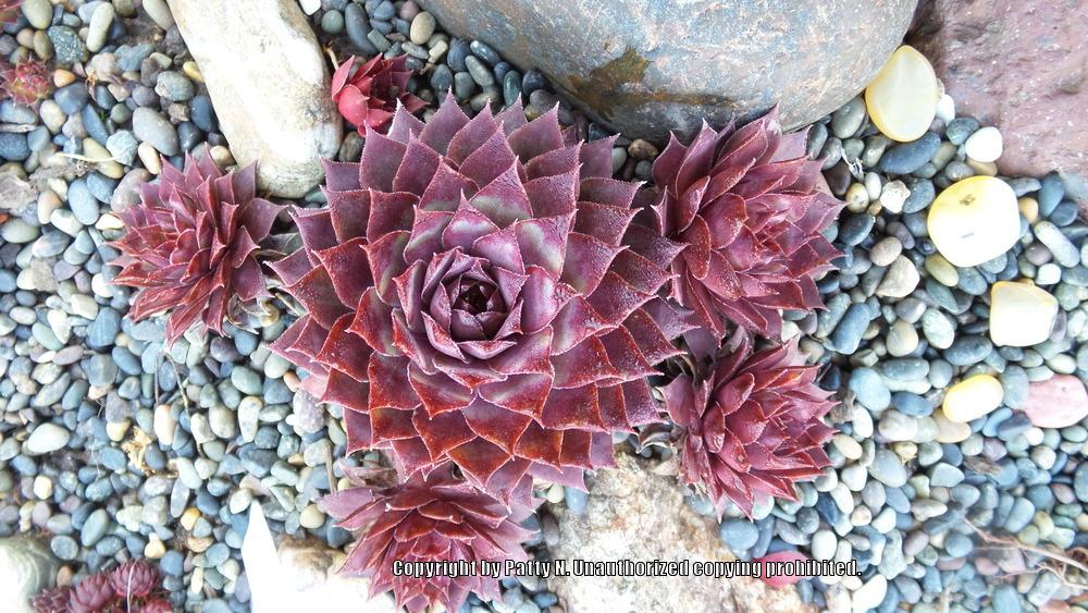Photo of Hen and Chicks (Sempervivum 'Jungle Shadows') uploaded by Patty