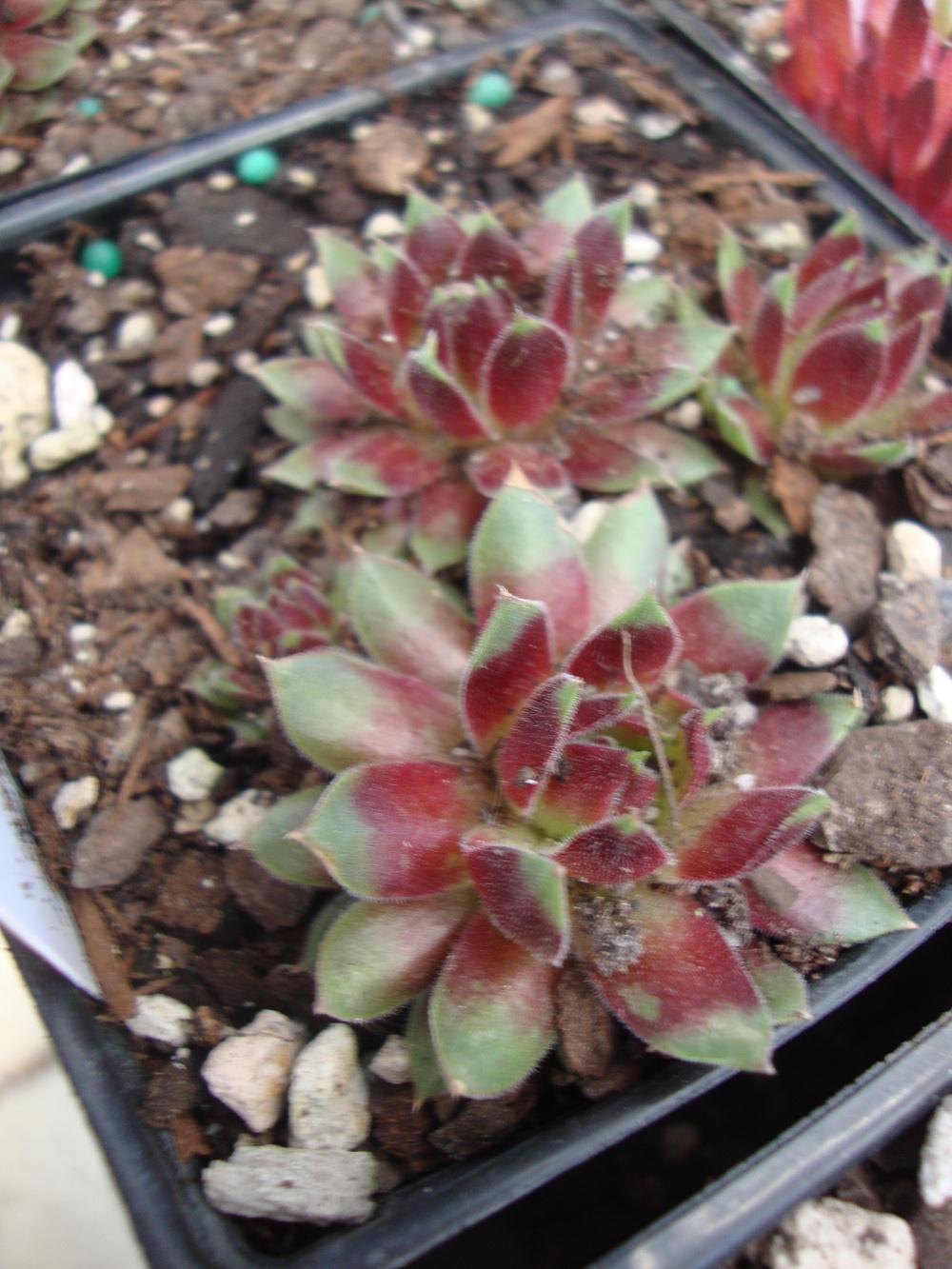 Photo of Hen and Chicks (Sempervivum 'Pacific Blazing Star') uploaded by Paul2032