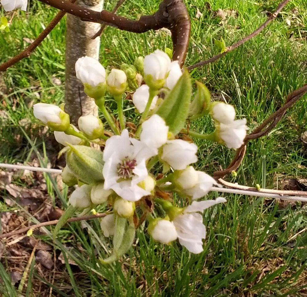 Photo of Chinese Pear (Pyrus pyrifolia 'Nijisseiki') uploaded by Toni