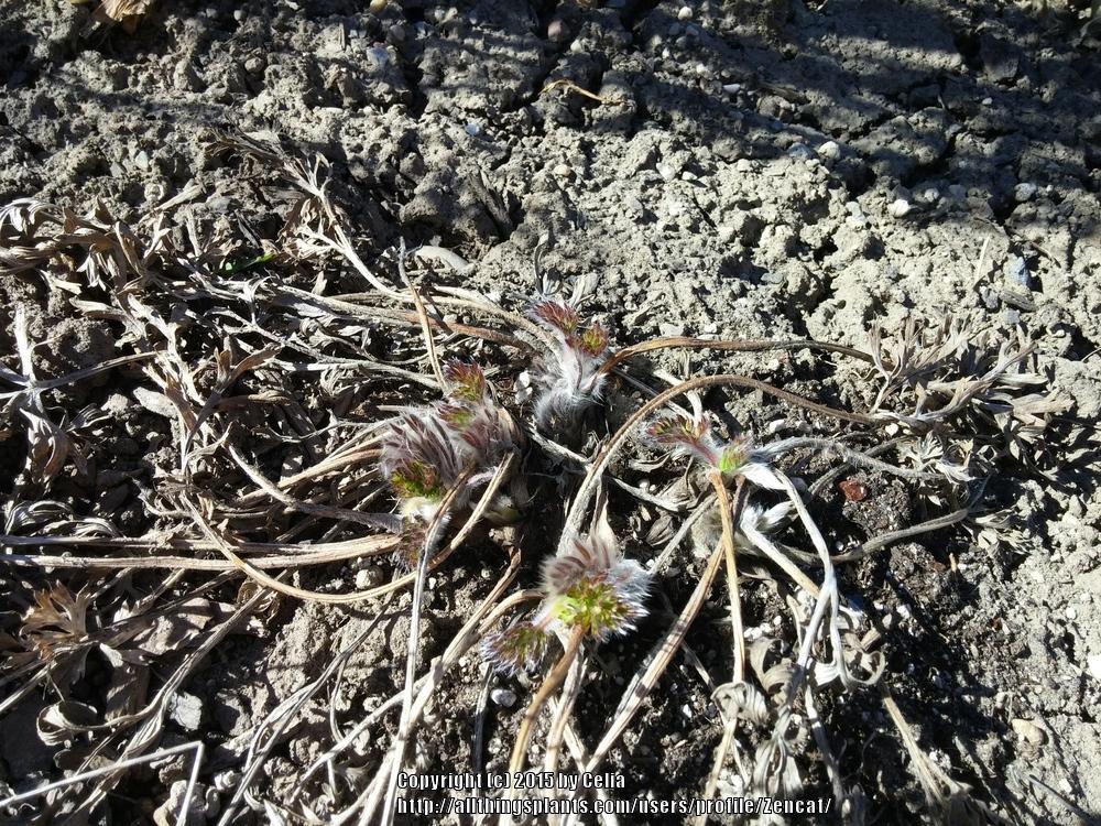 Photo of Pasque Flower (Pulsatilla grandis subsp. grandis) uploaded by Zencat
