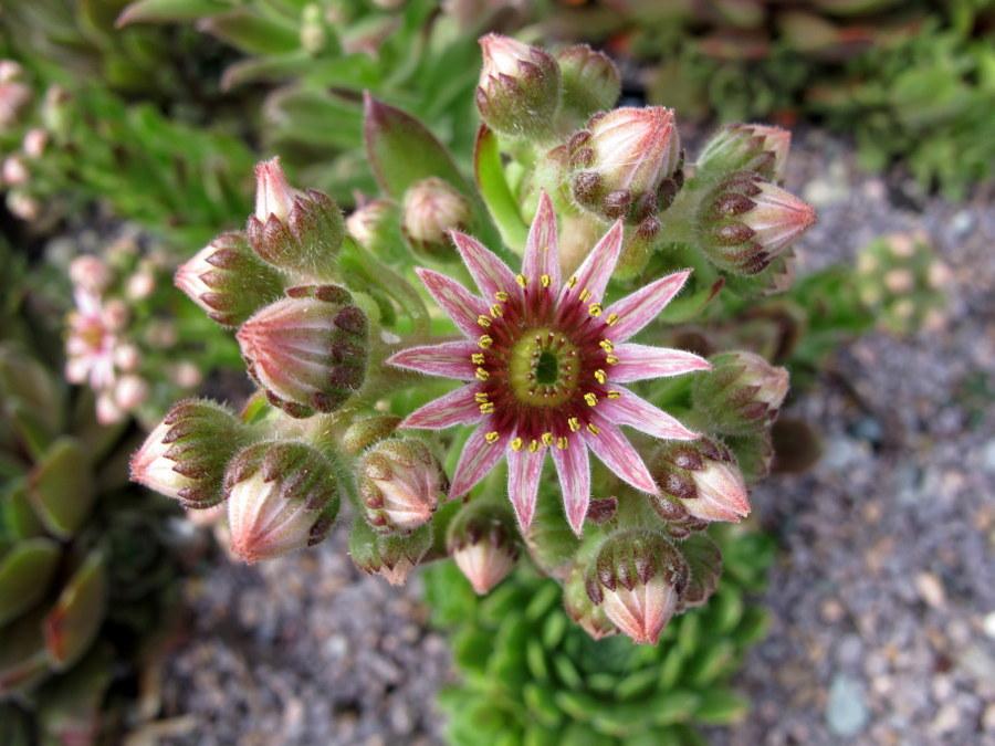 Photo of Hen and Chicks (Sempervivum 'Royal Opera') uploaded by goldfinch4