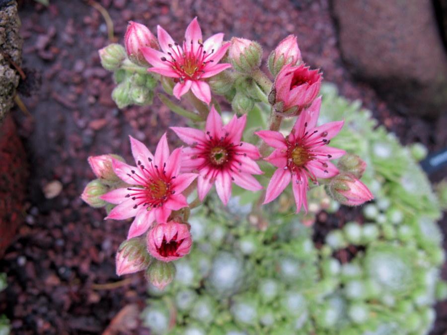 Photo of Hen and Chicks (Sempervivum 'Rosa Spumanti') uploaded by goldfinch4