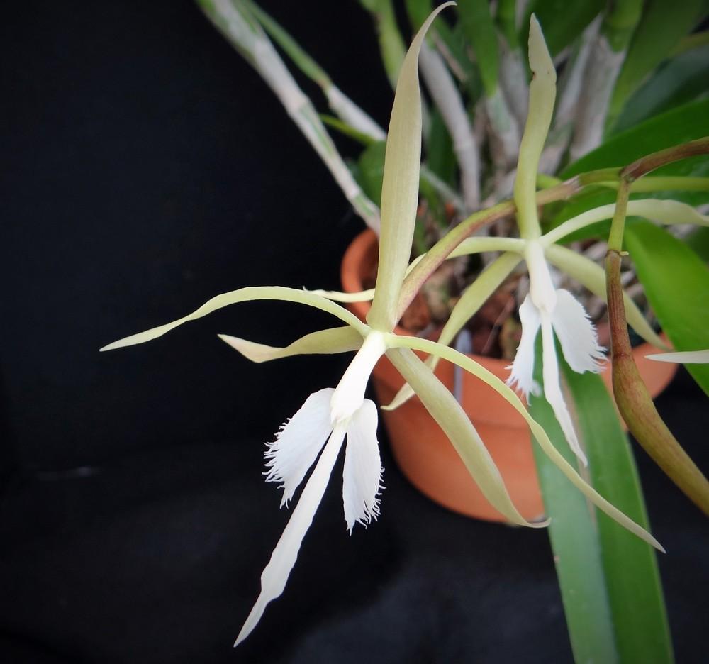 Photo of Orchid (Epidendrum ciliare) uploaded by hawkarica