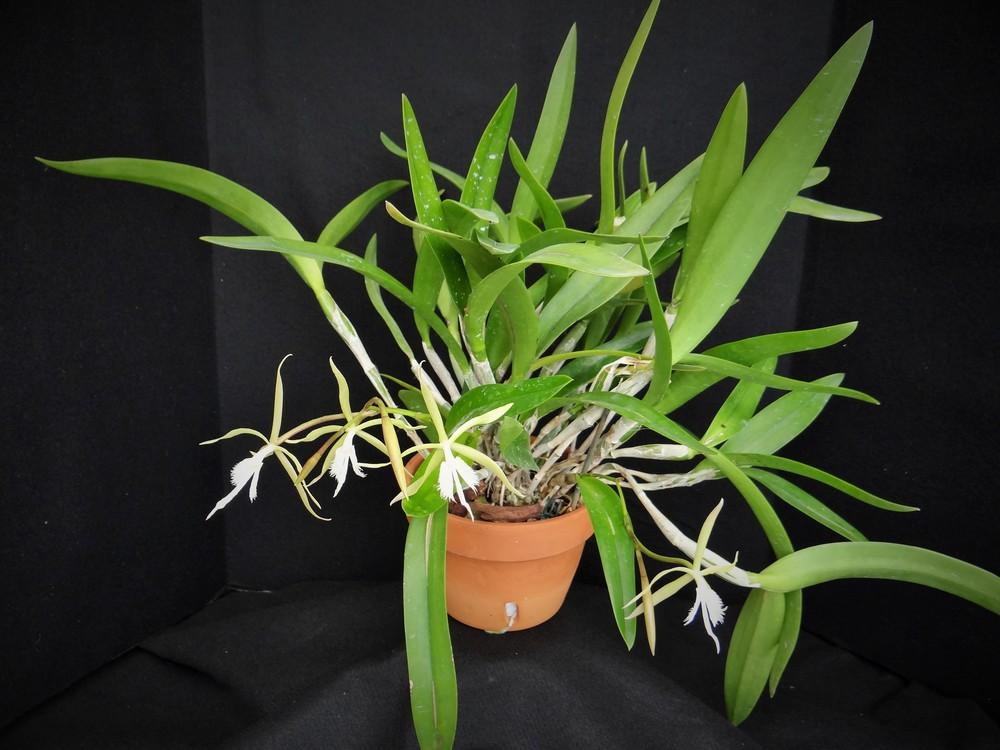 Photo of Orchid (Epidendrum ciliare) uploaded by hawkarica