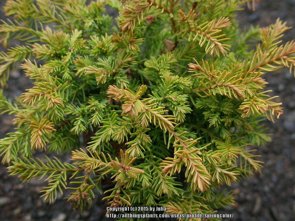 Photo of American Arborvitae (Thuja occidentalis 'Rheingold') uploaded by springcolor
