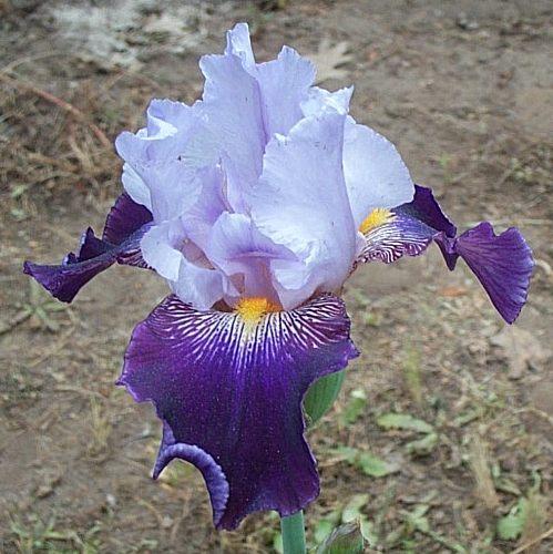 Photo of Tall Bearded Iris (Iris 'Cabaret Royale') uploaded by Calif_Sue