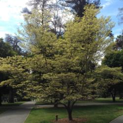 Location: Capitol Park, Sacramento CA. Zone 9b
Date: 2015-03-14
This mature tree is loaded with fresh blooms that have a yellow t
