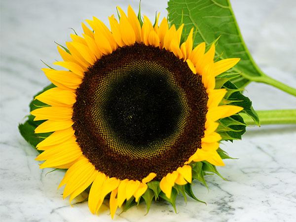 Photo of Sunflower (Helianthus annuus 'Taiyo') uploaded by Joy