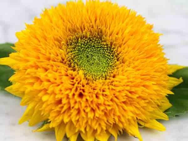 Photo of Dwarf Sunflower (Helianthus annuus 'Teddy Bear') uploaded by Joy