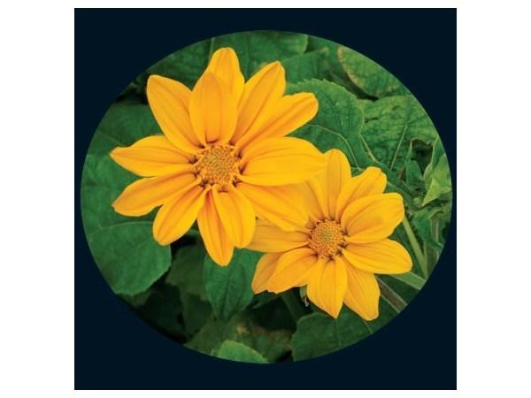 Photo of Mexican Sunflower (Tithonia rotundifolia 'Yellow Torch') uploaded by Joy