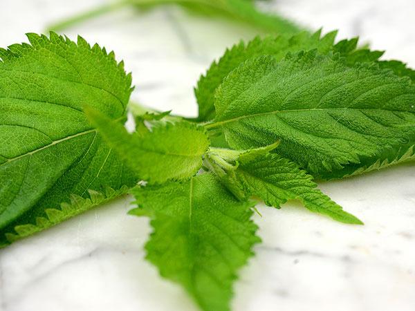 Photo of Stinging Nettle (Urtica dioica) uploaded by Joy