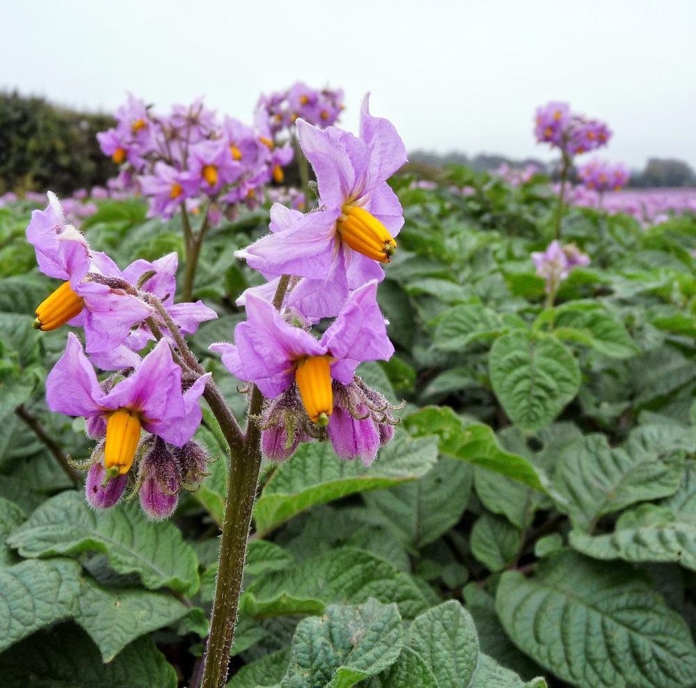 Photo of Potatoes (Solanum tuberosum) uploaded by admin
