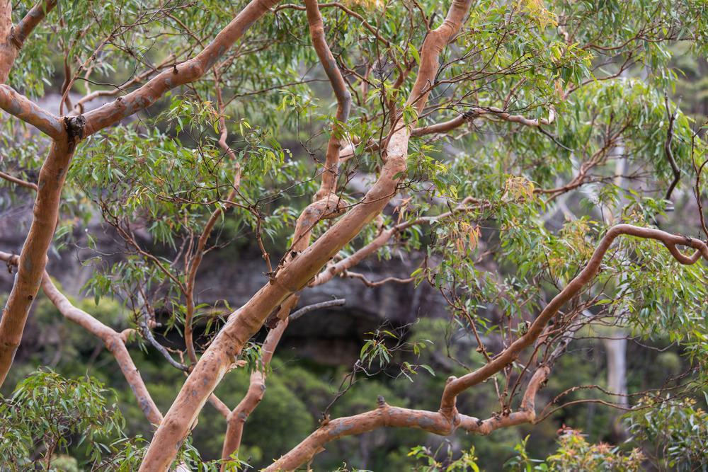 Photo of Gum (Eucalyptus) uploaded by admin