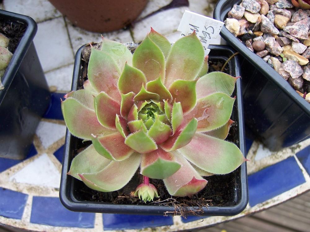 Photo of Hen and Chicks (Sempervivum 'Mystic') uploaded by admin