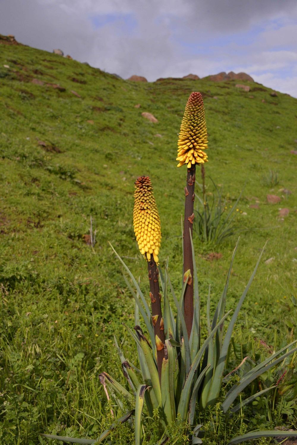 Photo of Torch Lilies (Kniphofia) uploaded by admin