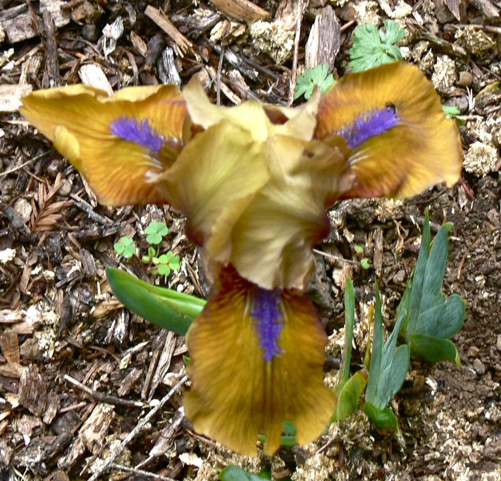 Photo of Standard Dwarf Bearded Iris (Iris 'Gingerbread Man') uploaded by janwax