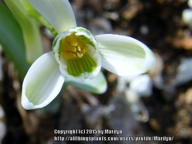 Photo of Snowdrop (Galanthus nivalis 'Viridapice') uploaded by Marilyn