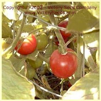 Photo of Tomato (Solanum lycopersicum 'Stupice') uploaded by MikeD