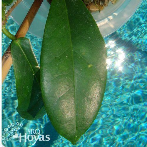 Photo of Wax Plant (Hoya subcalva) uploaded by SRQHoyas