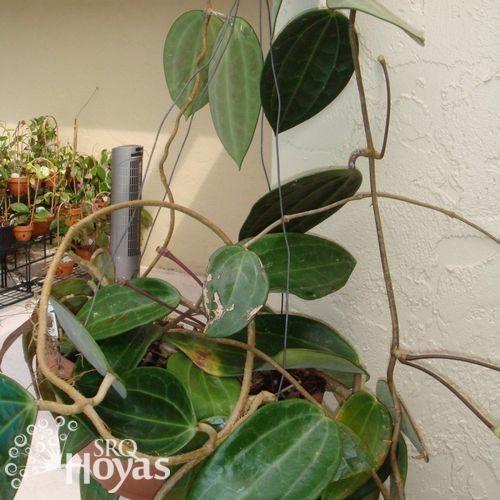 Photo of Wax Plant (Hoya tjadasmalangensis) uploaded by SRQHoyas