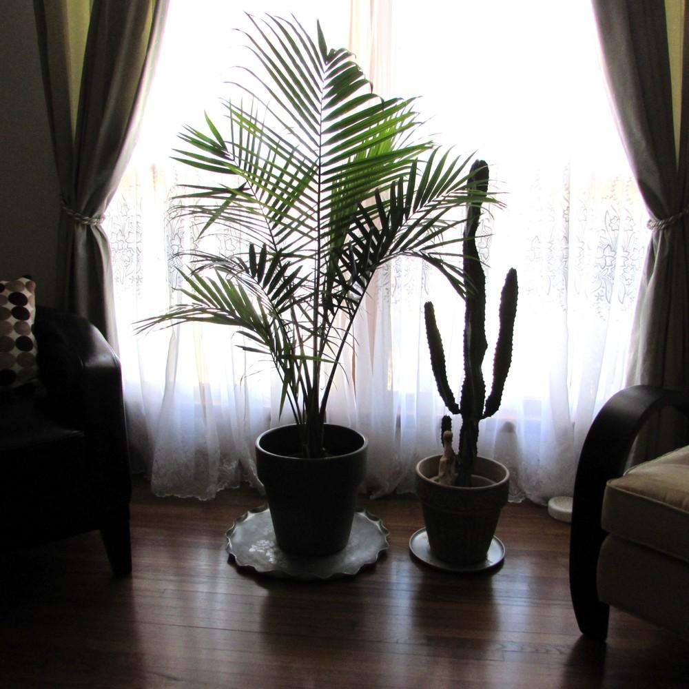 Photo of Majesty Palm (Ravenea rivularis) uploaded by SongofJoy