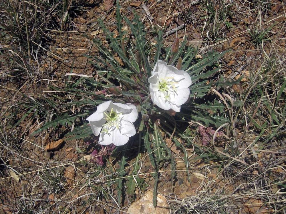 Photo of Tufted Evening Primrose (Oenothera cespitosa) uploaded by admin